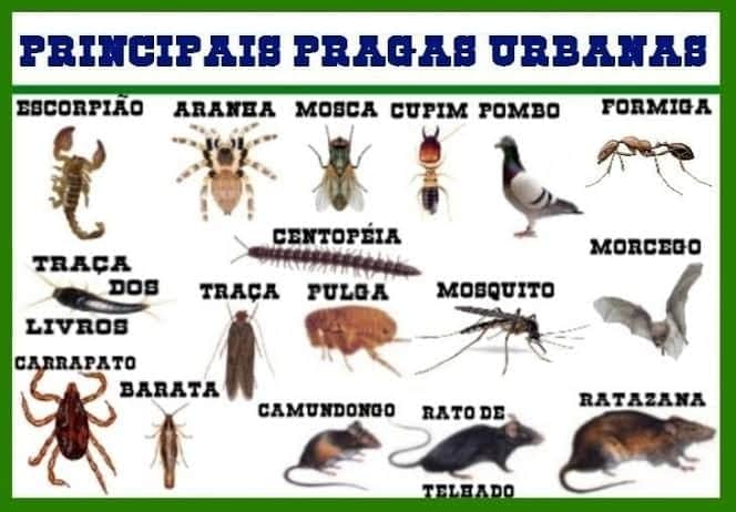 dedetizacao_zona_leste (1).jpeg